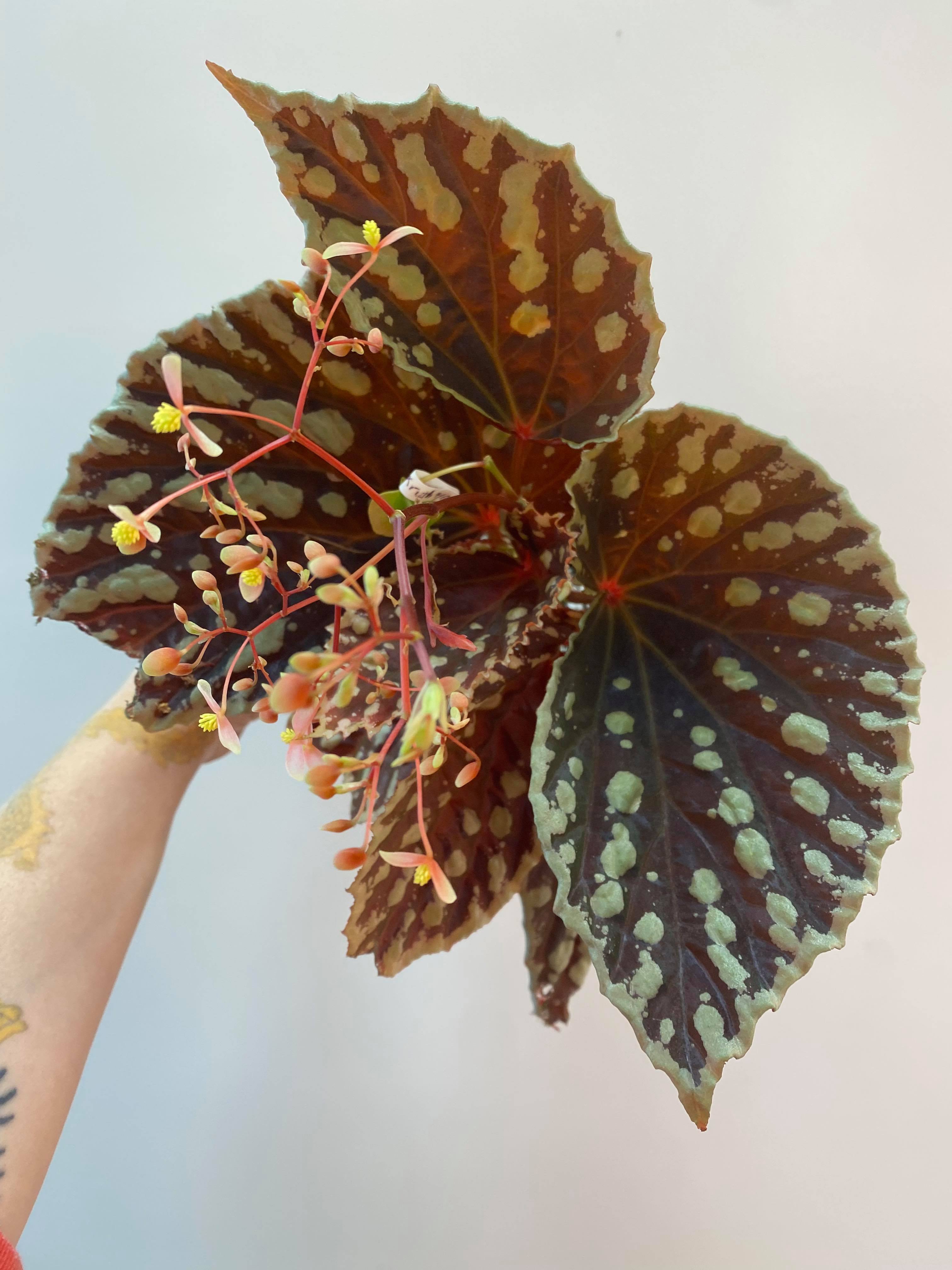 B. ‘Botanicaz 1’